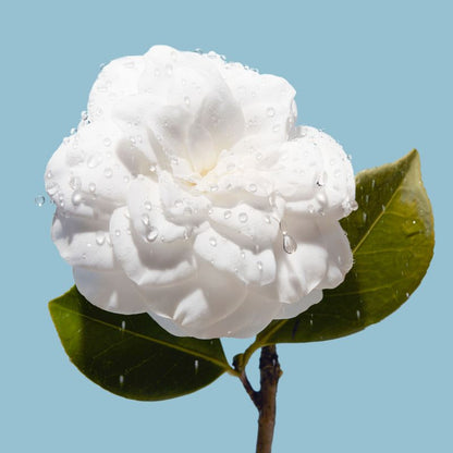 CHANEL HYDRA BEAUTY MICRO GEL CRÈME IDRATANTE RIMPOLPANTE RINFORZANTE