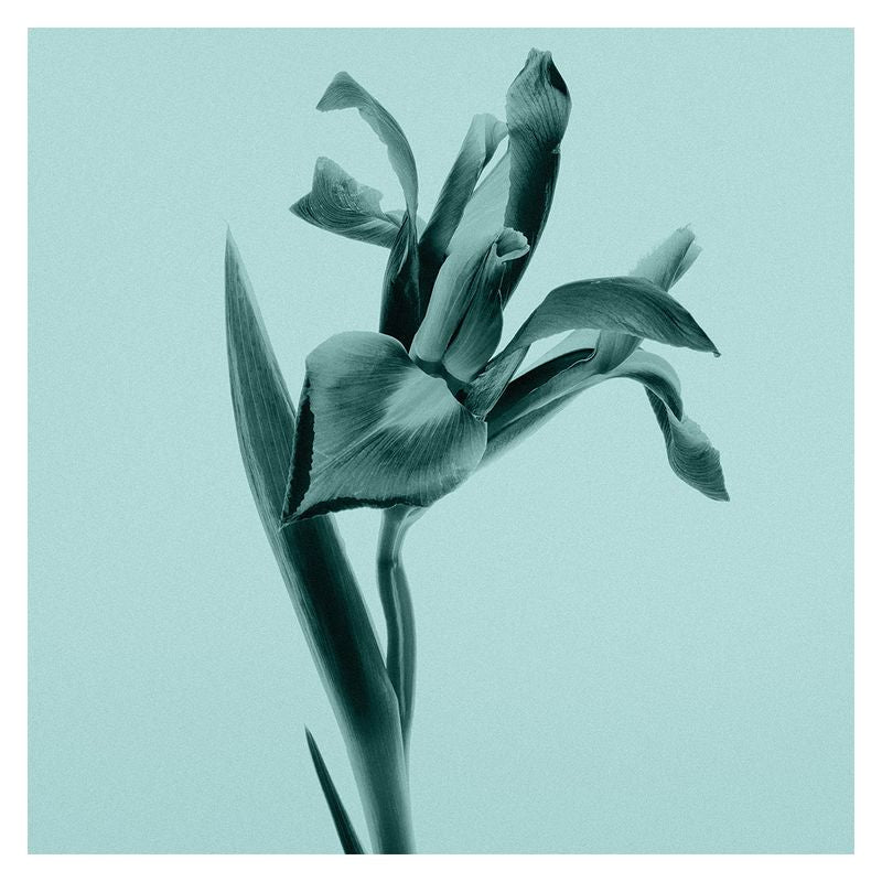 Tiffany Sheer Eau De Toilette