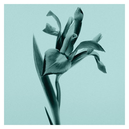 Tiffany Sheer Eau De Toilette