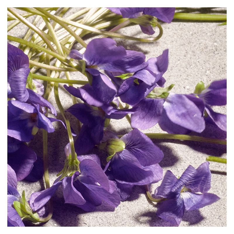 Dolce & Gabbana Dolce Violet Eau De Toilette