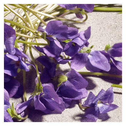 Dolce & Gabbana Dolce Violet Eau De Toilette